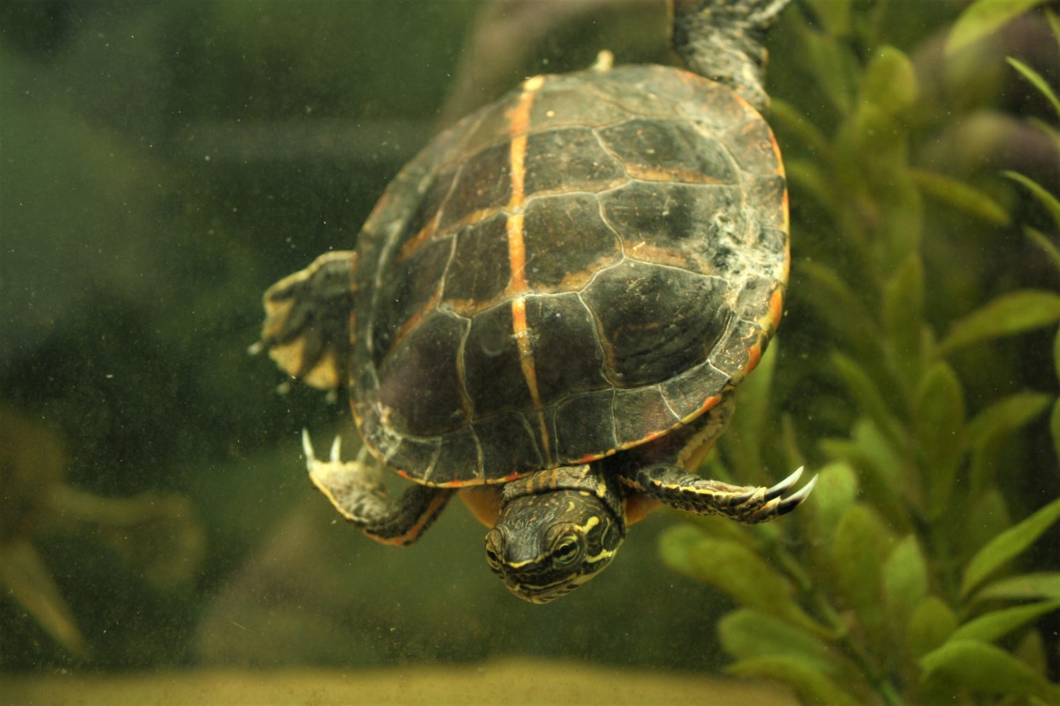 RückenstreifenZierschildkröten, Chrysemys picta dorsalis