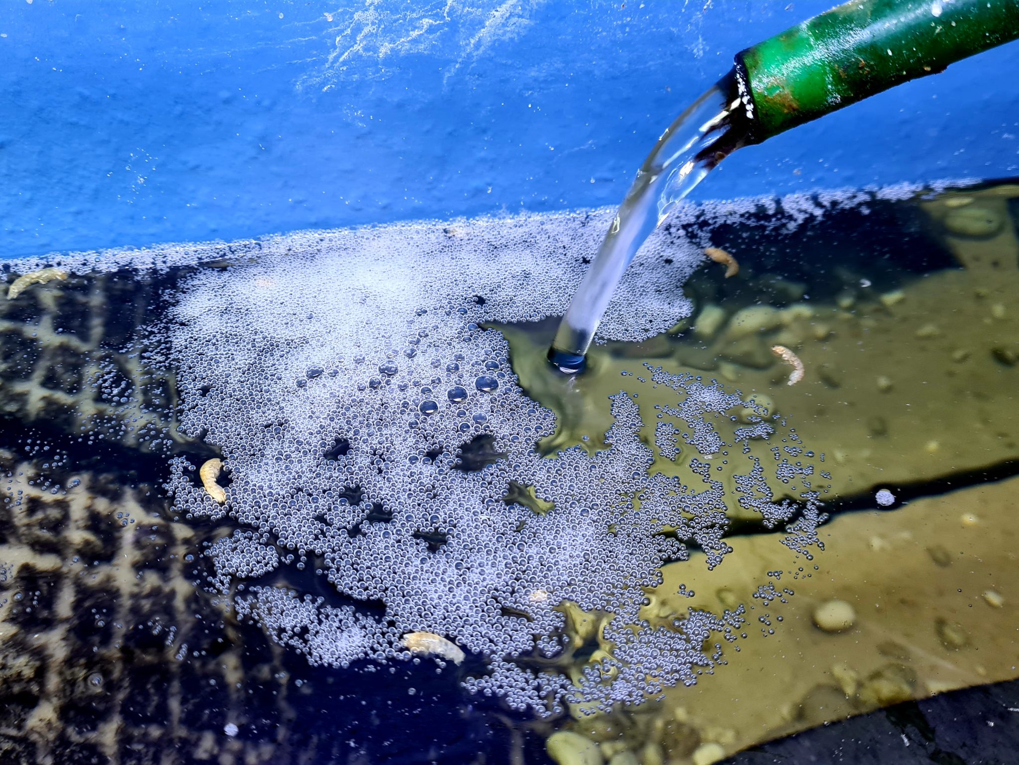 Schaum auf der Wasseroberfläche im Aquarium Wasserschildkröten