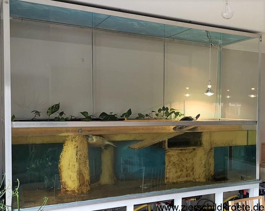 Aquarium für Wasserschildkröten eingerichtete Becken