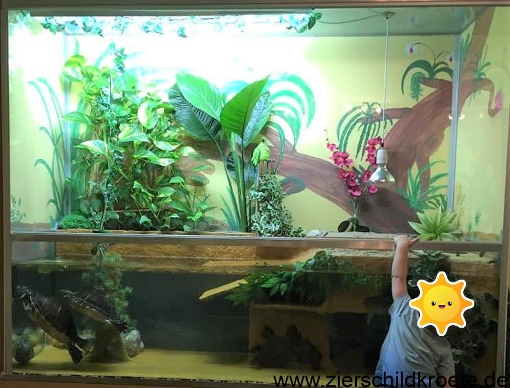 Aquarium für Wasserschildkröten: eingerichtete Becken