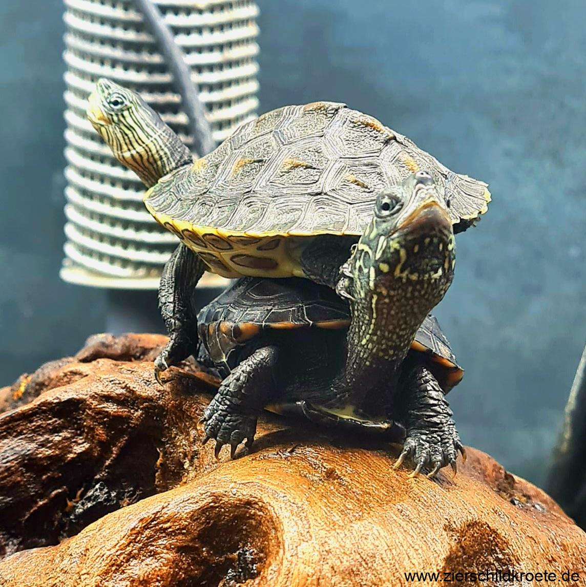 Stromkosten beim Aquarium senken Wasserschildkröten