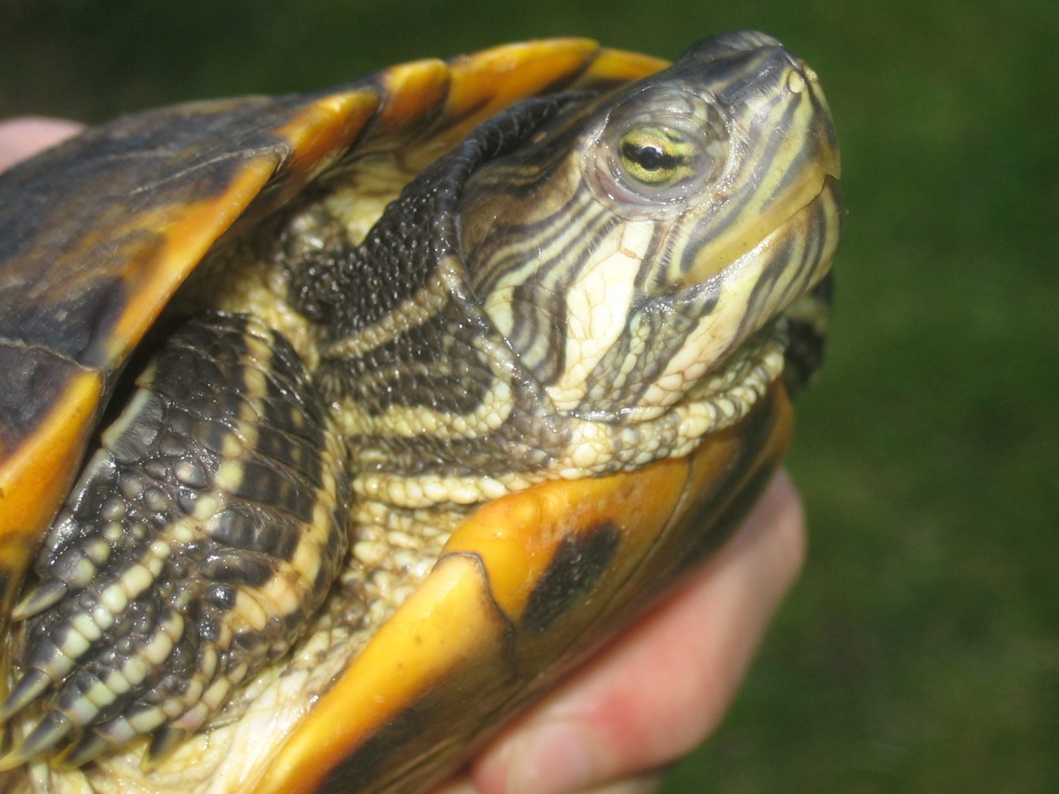 CumberlandSchmuckschildkröte, Trachemys scripta troostii
