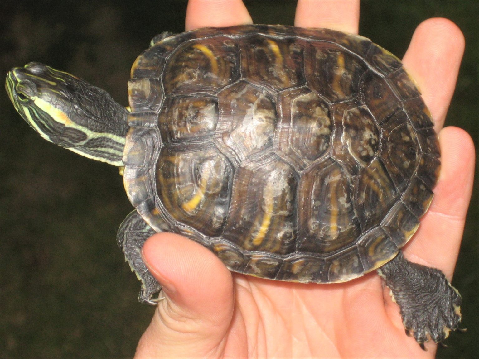 CumberlandSchmuckschildkröte, Trachemys scripta troostii