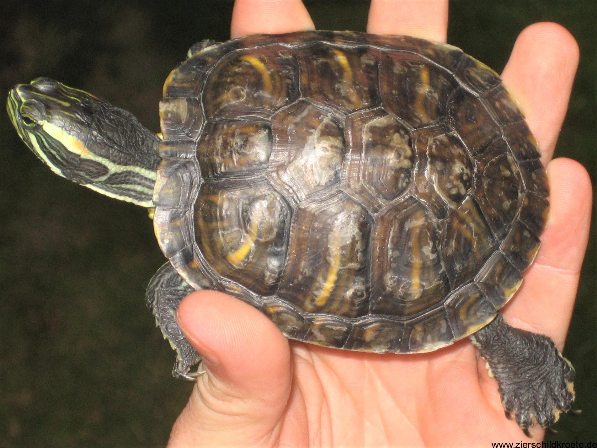 Красноухая черепаха каких размеров