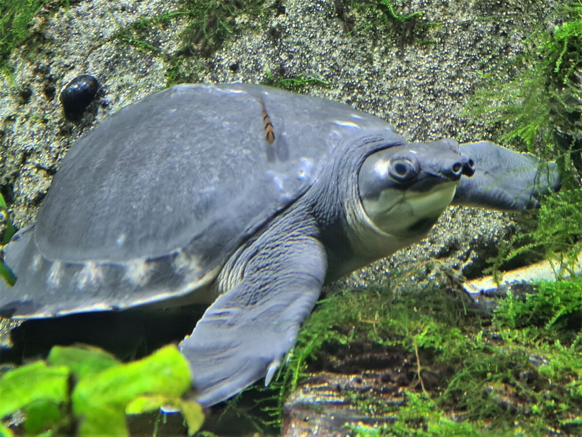 Stromkosten beim Aquarium senken Wasserschildkröten