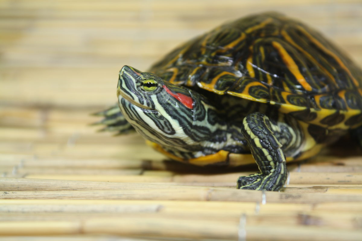 s-dtexanische-rotwangen-schmuckschildkr-te-trachemys-scripta-southern