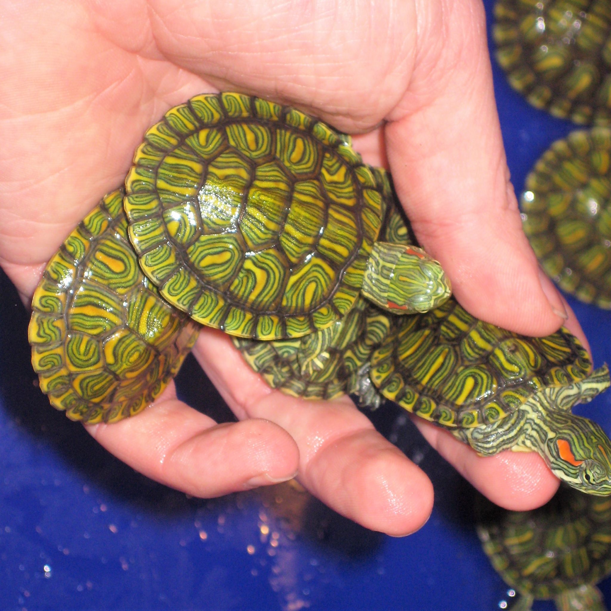Wie groß werden Wasserschildkröten?