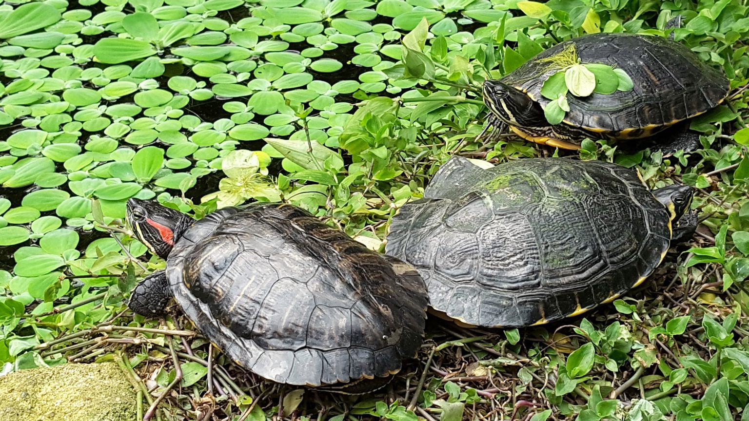 BuchstabenSchmuckschildkröten, Trachemys scripta