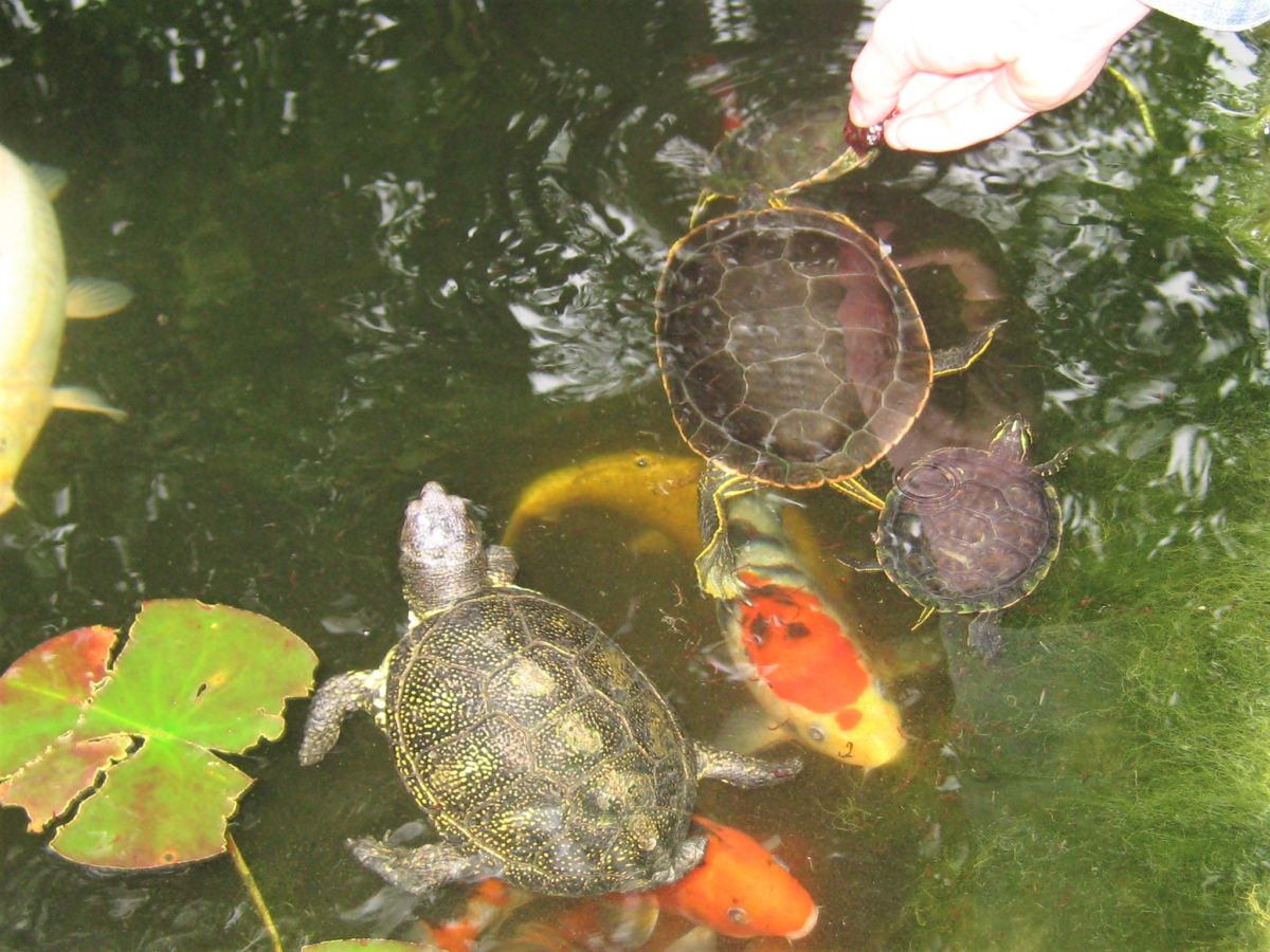 Überwinterung von Wasserschildkröten im Gartenteich