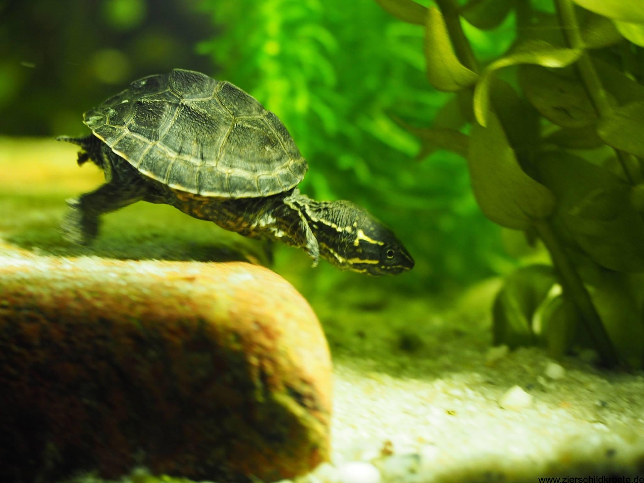 Gewöhnliche Moschusschildkröten, Sternotherus odoratus
