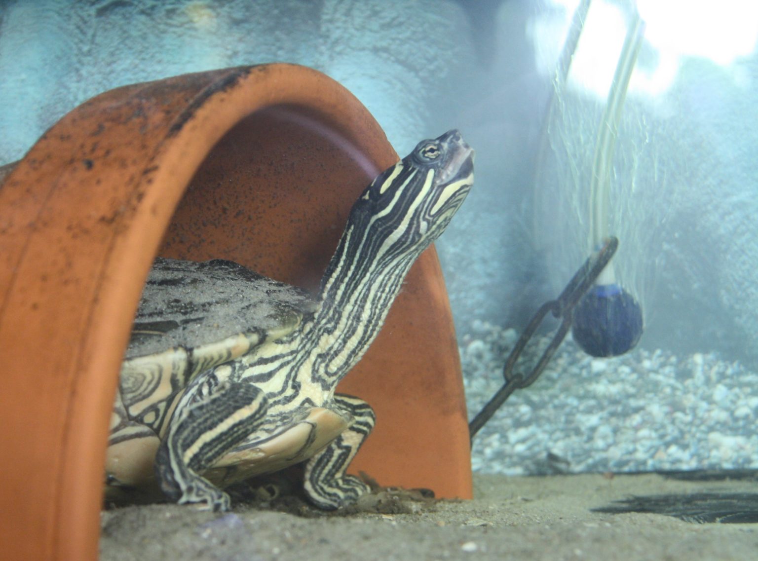 Schildkröten Aquarium Terrarium - Transparente Ruhebox 32,7x19,3cm