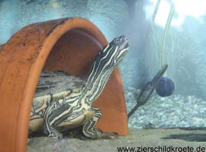 Luftpumpe mit Sprudelstein im Aquarium - Wasserschildkröten