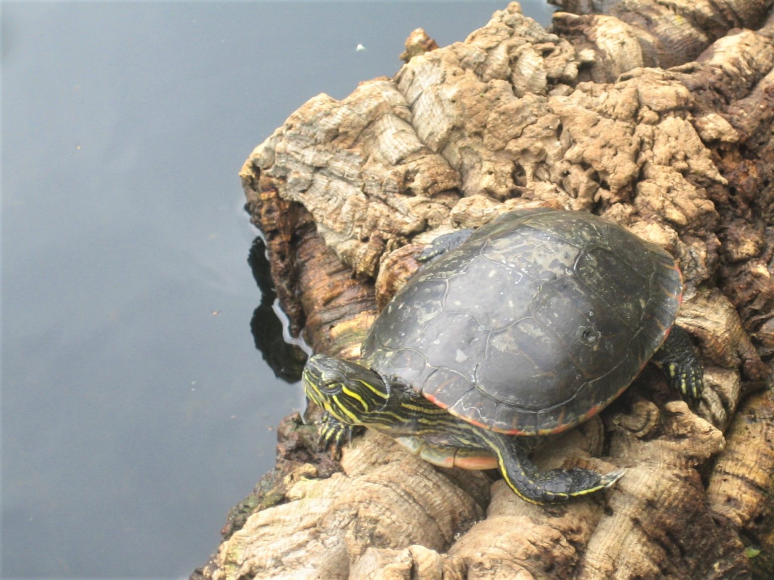 Teichhaltung von Wasserschildkröten