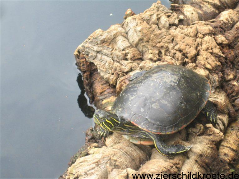 Teichhaltung von Wasserschildkröten